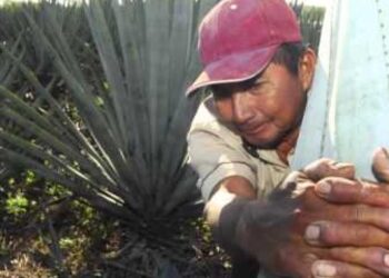 Industria tequilera pide protección a bebidas con Denominación de Origen