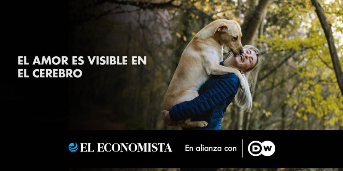 El amor es visible en el cerebro