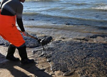 Más de 30 cetáceos muertos tras derrame de petróleo ruso en mar Negro