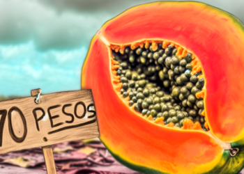 Hasta 70 pesos el kilo de papaya; hay desabasto de la fruta por desastre de huracanes