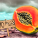 Hasta 70 pesos el kilo de papaya; hay desabasto de la fruta por desastre de huracanes
