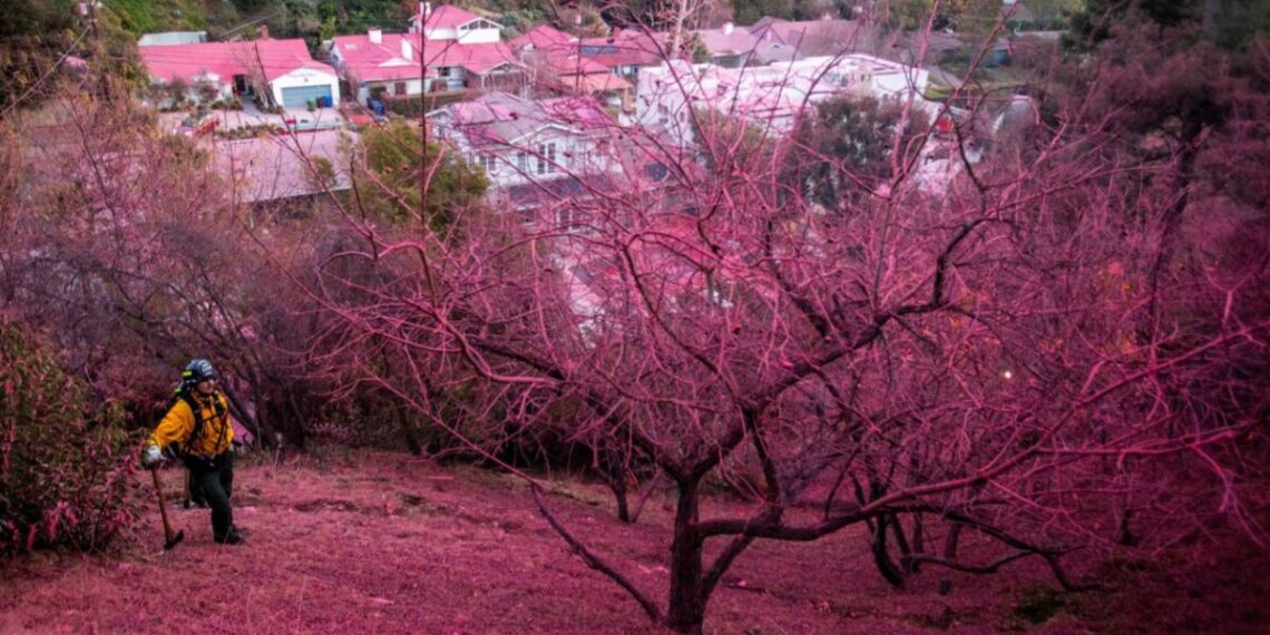 Polvo rosa que combate incendios en Los Angeles, California causa controversia porque estaría matando peces