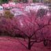 Polvo rosa que combate incendios en Los Angeles, California causa controversia porque estaría matando peces