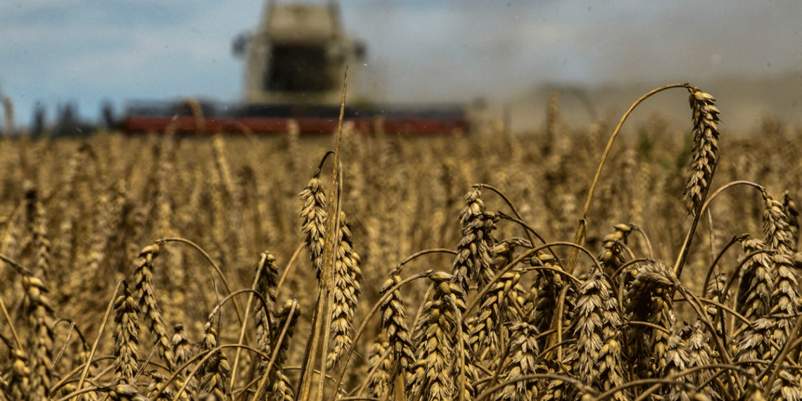 Los precios mundiales de los alimentos bajaron un 2% en 2024, según la FAO