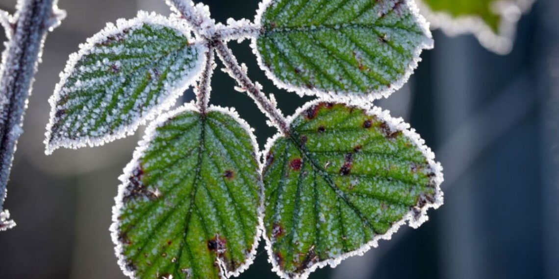 Clima de México prevé bajas temperaturas
