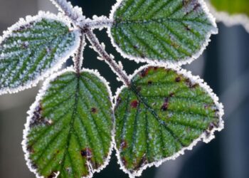Clima de México prevé bajas temperaturas