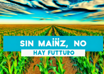 “Sin maíz no hay país”: Sheinbaum celebra iniciativa contra grano transgénico