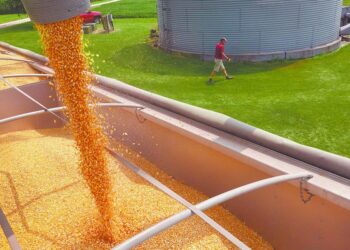 Soya y maíz subieron en mercado volátil por preocupación por el clima en Sudámerica