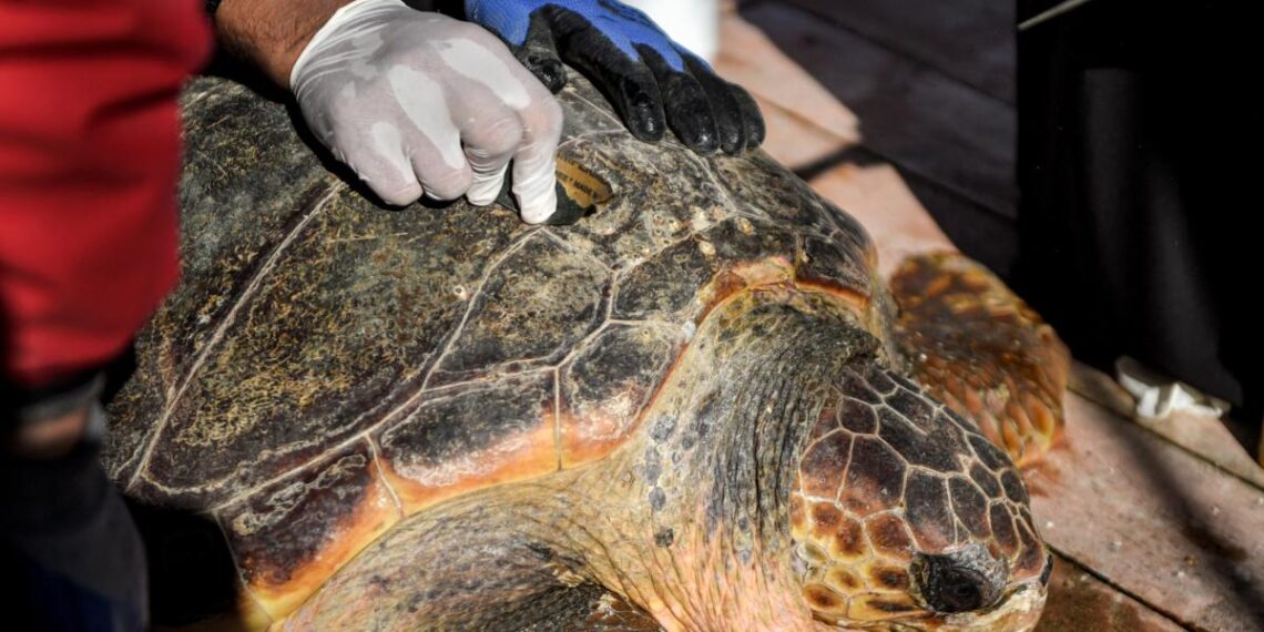 Túnez protege a sus tortugas en un hospital flotante