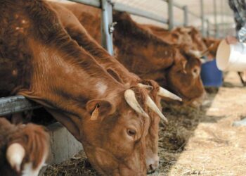 USDA no ha fijado aún fecha para reanudar las importaciones de ganado mexicano