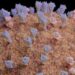 ¿Es peligroso el metapneumovirus humano (HMPV) que ha desatado alarmas en China?