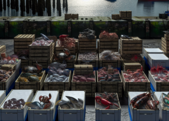 Decomisan en Ensenada más de 50 toneladas de productos marinos ilegales