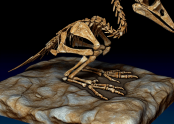 descubren en China el fósil de un ave de 149 millones de años que adelanta su evolución en 20 millones de años y desafía todo lo que creíamos saber