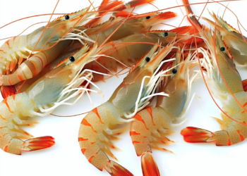 “Son más ricos los camarones de Sinaloa que los de Ecuador”: Sheinbaum sobre aranceles de Noboa