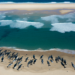 Aparecieron más de 150 ballenas muertas en playa de Australia - El Tiempo de México