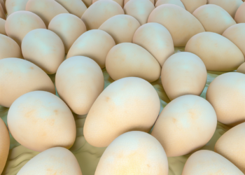 Un volcán submarino y un hallazgo sin precedentes: miles de huevos gigantes desconciertan a los científicos