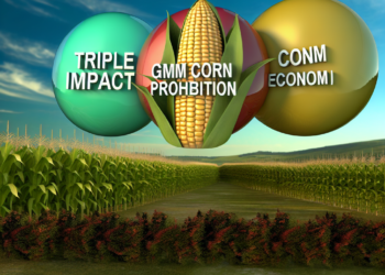 Prohibición del maíz transgénico, triple impacto