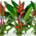 Cinco plantas comunes que atraen chinches y que deberías evitar tener en tu casa