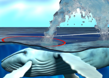 La orina de ballenas salva los océanos sin que lo sepamos - DW (Español)