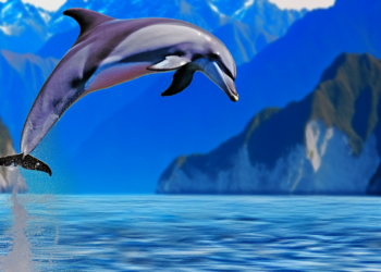 Susto en Nueva Zelanda: un delfín de más de 400 kilos saltó y cayó sobre una embarcación mientras estaban pescando