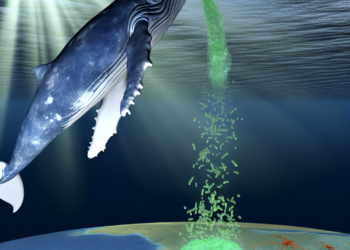 Ballenas. Fuente: Instituto de Conservación de Ballenas (ICB)