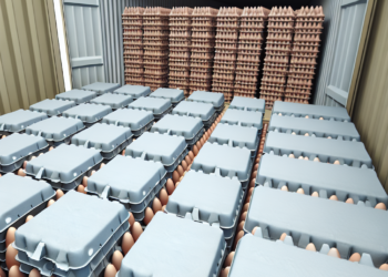 Tras el veto europeo, estos dos países enviarán huevos a Estados Unidos ante escasez por brote de gripe aviar