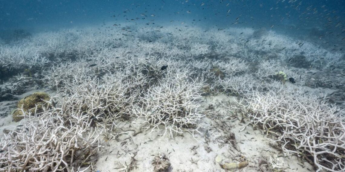 Una ola de calor marina “coció” un arrecife de la costa occidental de Australia