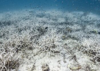 Una ola de calor marina “coció” un arrecife de la costa occidental de Australia