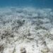 Una ola de calor marina “coció” un arrecife de la costa occidental de Australia