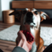 ¿Crees que entiendes a tu perro? Piénsalo de nuevo