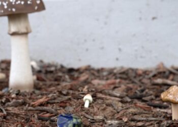 ¿Legalizar los hongos alucinógenos con Trump? Los aficionados a la psicodelia están escépticos