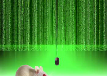 así se ve la red neuronal de un ratón viendo Matrix