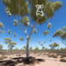 Sacrificó Australia 750 koalas con francotiradores desde helicópteros