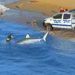 Video de ataque de tiburón en playas de Israel