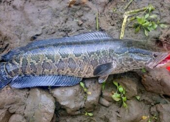Pez cabeza de serpiente alerta a Estados Unidos; puede ‘caminar’ en tierra y respira aire