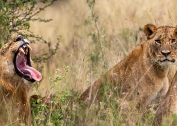 Mueren un adolescente y un adulto en inmediaciones de un parque de Kenia por ataque de un león y un elefante