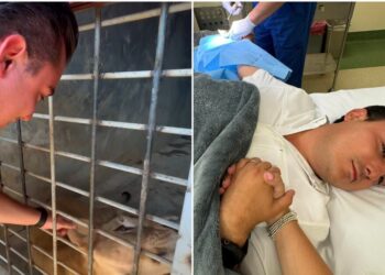 Alcaldía de García, NL, rescata leones cachorros y uno le muerde el dedo al alcalde – El Financiero