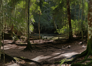 La Jornada: Amazônia, en México