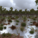 Víctimas de inundaciones atrapadas por lluvias torrenciales en el este de Australia