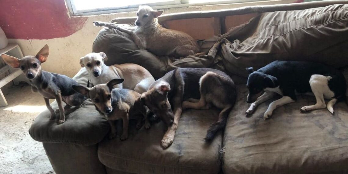 Incendio en refugio “Colitas Felices” en Nayarit; mueren 6 perritos calcinados y autoridades investigan