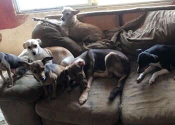 Incendio en refugio “Colitas Felices” en Nayarit; mueren 6 perritos calcinados y autoridades investigan