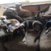 Incendio en refugio “Colitas Felices” en Nayarit; mueren 6 perritos calcinados y autoridades investigan