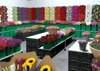 Desde un día antes, aumentan las ventas de flores en el Mercado de Jamaica por el Día de las Madres