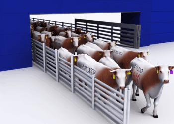 EU podría reanudar las importaciones de ganado mexicano a finales de año: Jefa del USDA