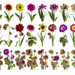 cuáles son y cómo distinguirlas según la flor y el estado