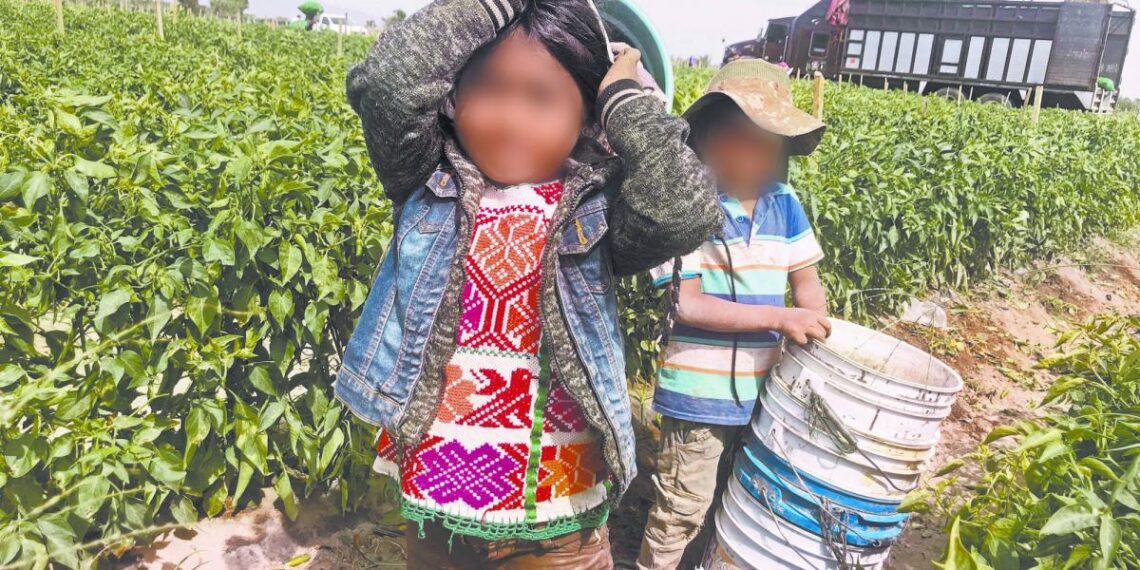 Baja 7.9% el presupuesto vs trabajo infantil