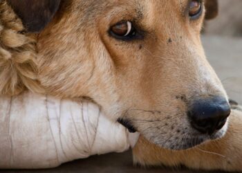 Captan a familia golpeando a perros con palos y machete