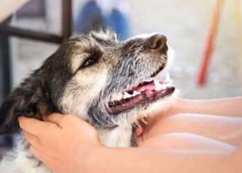 Sujetos someten a perro para obligarlo a beber alcohol