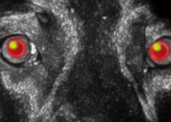 Exigen justicia para "El Negrito", perro que fue golpeado en Jalisco