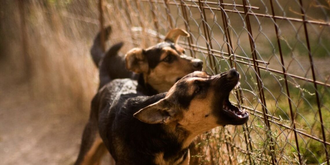 Jauría de perros ataca a familia en Edomex